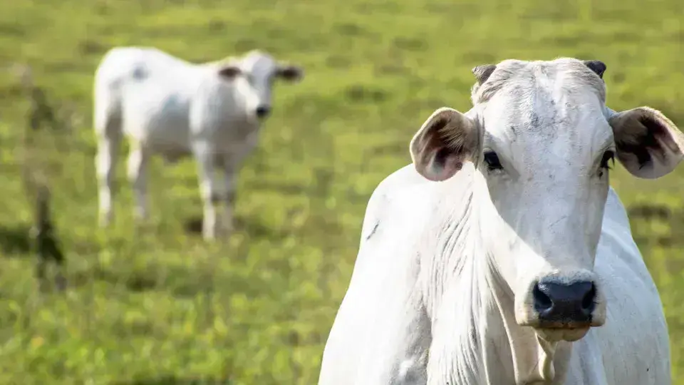 Expozebu 2026 promete recordes em negócios bovinos com valorização da arroba